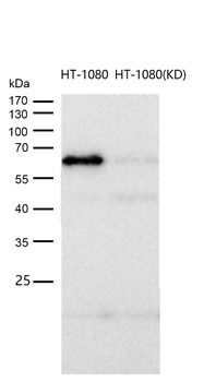 NF-κB p65 Rabbit mAb [KD Validated] Antibody
