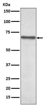 NF-κB p65 Rabbit mAb [KD Validated] Antibody