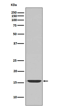 active Caspase-3 Rabbit mAb Antibody