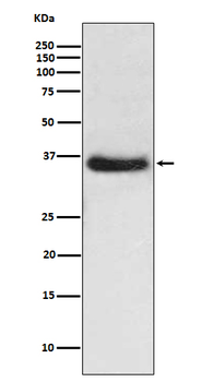 IKB alpha Rabbit mAb Antibody