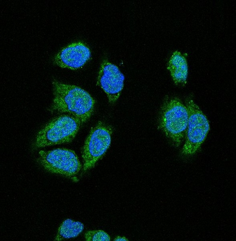 CDK2 Rabbit Monoclonal Antibody