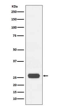 GST tag Rabbit Monoclonal Antibody (HRP)