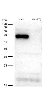 Bovine Serum Albumin Rabbit Monoclonal Antibody