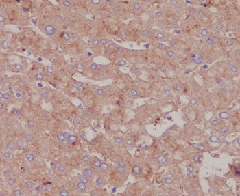 Bovine Serum Albumin Rabbit Monoclonal Antibody