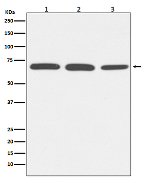 Bovine Serum Albumin Rabbit Monoclonal Antibody