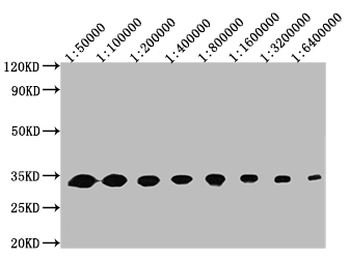GFP Tag Antibody
