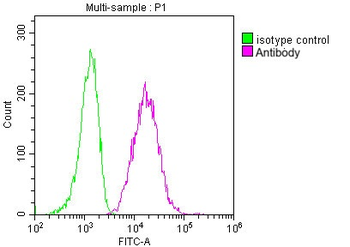CD63 Antibody