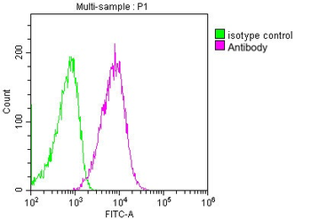CD63 Antibody