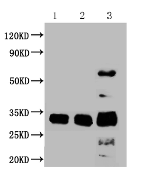 CD63 Antibody