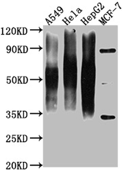 CD63 Antibody