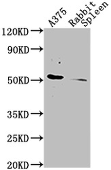 CD63 Antibody