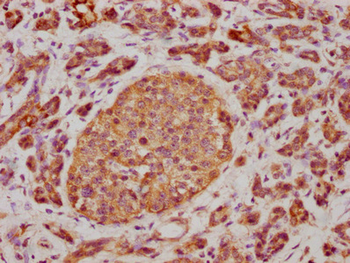 CD63 Antibody