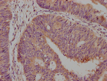 CD63 Antibody