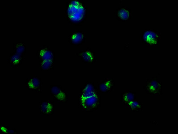 CD63 Antibody