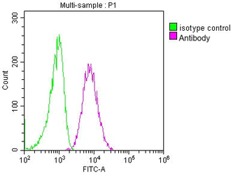 CD63 Antibody