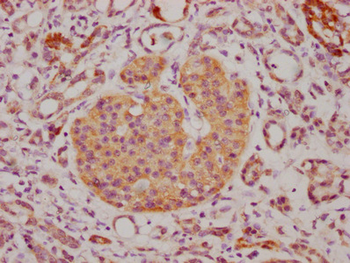 CD63 Antibody