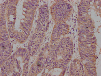 CD63 Antibody
