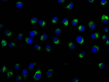 CD63 Antibody