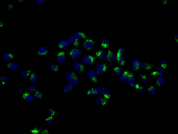 CD63 Antibody