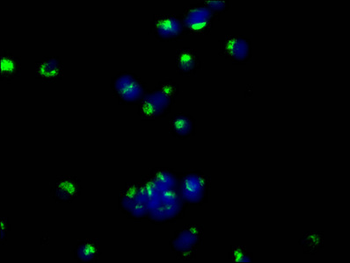 CD63 Antibody