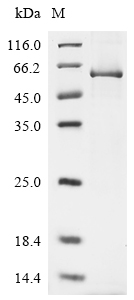 Recombinant Human Transcriptional enhancer factor TEF-1 (TEAD1), partial