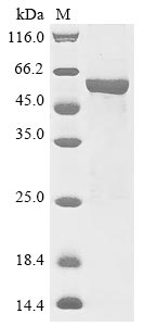Recombinant Arabidopsis thaliana UDP-glycosyltransferase 72B1 (UGT72B1)