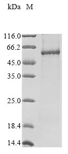 Recombinant Human NADPH oxidase 1 (NOX1)