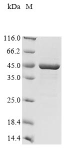 Recombinant Mycobacterium bovis Diacylglycerol acyltransferase/mycolyltransferase Ag85A (fbpA)