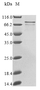 Recombinant Mycoplasma pneumoniae Proline-rich P65 protein (p65)