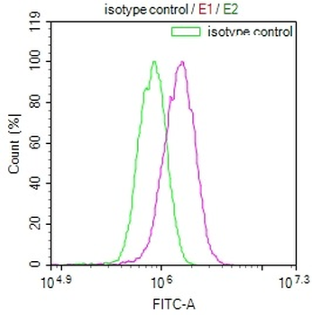 DNAJA1 Antibody