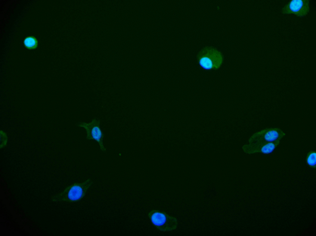 HIF1AN Antibody