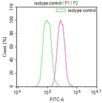 HIF1AN Antibody