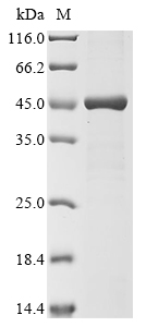 Human TEAD2 Protein