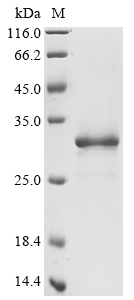 Human TFAM Protein