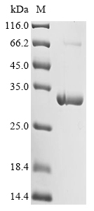 Escherichia coli 1,4-dihydroxy-2-naphthoyl-CoA hydrolase Protein