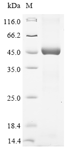 Human BCL2A1 Protein