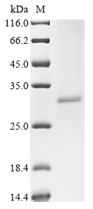 Human CHRNA1 Protein
