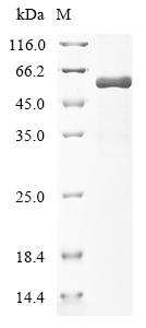 Human TP53 Protein