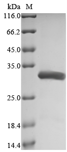 Human RELA Protein