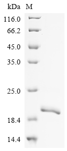 Human ANK3 Protein