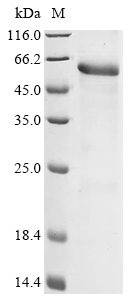 Human APC Protein
