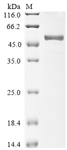 Bovine ARRB2 Protein