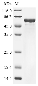 Mouse Gfap Protein