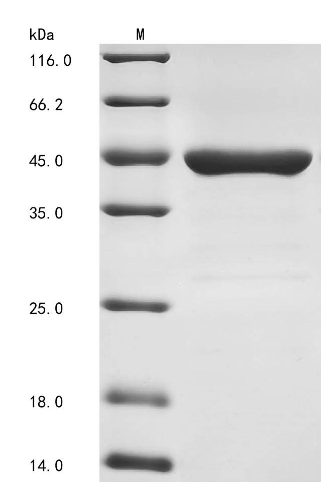 ddl Protein