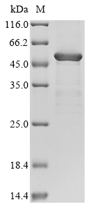 Human PARP4 Protein