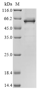 Human TCF7 Protein