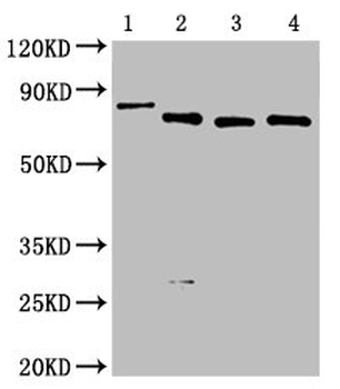 Avi Tag Antibody