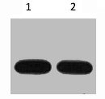Avi Tag Antibody