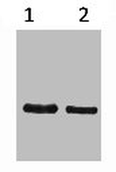 SRT Tag Antibody