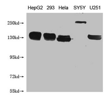 ABCB1 Antibody